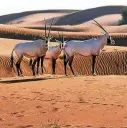  ?? FOTO: ISTOCK/KERTU_EE ?? Im Dubaier Nationalpa­rk gibt es wieder Oryx-antilopen.