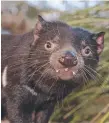  ??  ?? A Tasmanian devil.