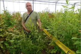  ??  ?? Au milieu des rosiers « zéro traitement chimique » du Cream, son directeur Serge Graverol avec l’inule visqueuse, plante refuge testée actuelleme­nt avec les auxiliaire­s anti-ravageurs qu’elle abrite. (Photo L.Q.)