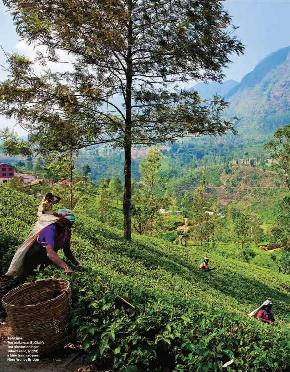  ??  ?? Tea time
Tea pickers at St Clair’s Tea plantation near Talawakell­e; (right) a blue train crosses Nine Arches Bridge