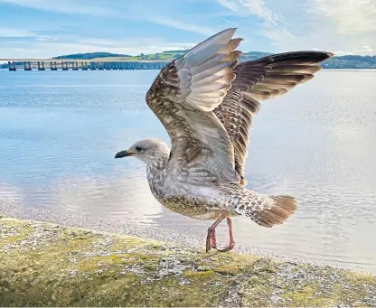  ??  ?? A gull pictured at Riverside, Dundee.