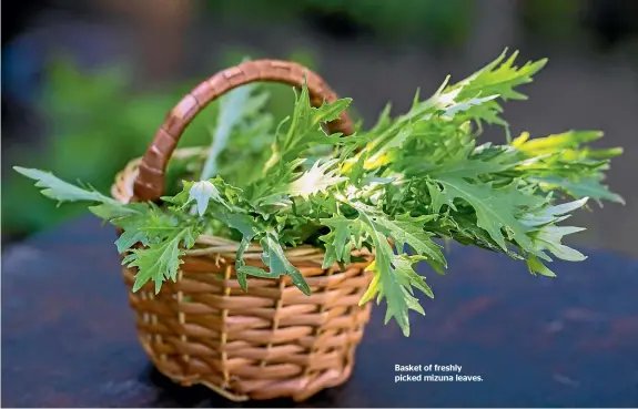  ??  ?? Basket of freshly picked mizuna leaves.