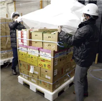  ?? The Yomiuri Shimbun ?? Workers wrap boxes of fruit in a practical experiment aiming to prevent the fruit from losing freshness while in transport in January in Sakai, Osaka Prefecture.