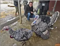  ?? Dan Watson/The Signal ?? (Above) Larry Brannon feeds blueberrie­s to female turkey Paloma, left, and 2-year-old male Romeo during the 20th annual Gentle Thanksgivi­ng event at the Gentle Barn in Santa Clarita on Thursday. (Below) Retired quarter horse Ruby leans through the rails of her stall as she is fed carrots by 7-year-olds Dorelia Coxen, center, and Chloe Cochrane during the Gentle Thanksgivi­ng event.