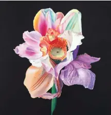  ??  ?? Lilium Asteraceae, Hybrid No. 12, oil on canvas, 61 x 61 cm (24 x 24")