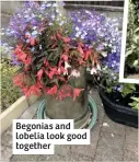  ??  ?? Begonias and lobelia look good together