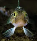  ?? FOTO: PETER MARRIOTT ?? Den här fisken med det latinska namnet Trematomus bernacchii lever i Antarktis.