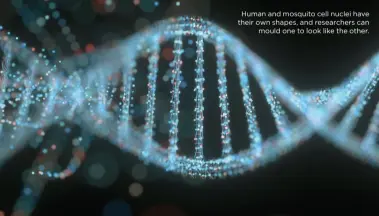  ??  ?? Human and mosquito cell nuclei have their own shapes, and researcher­s can mould one to look like the other.