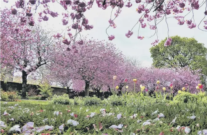  ??  ?? 0 Edinburgh’s Starbank Park is a vision in pink in Scotsman reader Tor Sodergren’s picture of peak cherry blossom season