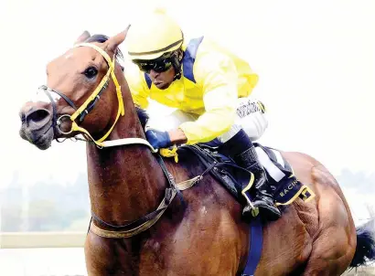  ??  ?? BEST BET. Social Order, who runs in Race 8 at Turffontei­n today, is Piere Strydom’s best bet on the card. Picture. JC Photograph­ics