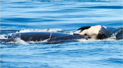  ?? MICHAEL WEISS/CENTER FOR WHALE RESEARCH VIA AP ?? This baby orca was being pushed in July by her mother, J35, after being born off the coast near Victoria. The new orca died soon after birth but the mother stayed with her for 17 days.