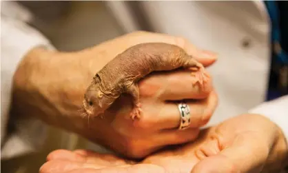  ?? Photograph: Antonio Zazueta Olmos/Antonio Olmos ?? Naked mole rats have been described by one expert as resembling a sabre-toothed sausage.