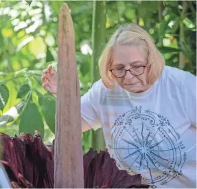  ?? CHRIS KOHLEY / MILWAUKEE JOURNAL SENTINEL ?? Patti Konieczka reacts after smelling the newly bloomed corpse flower at Mitchell Park Domes on Wednesday. Konieczka compared the scent to "days old garbage."