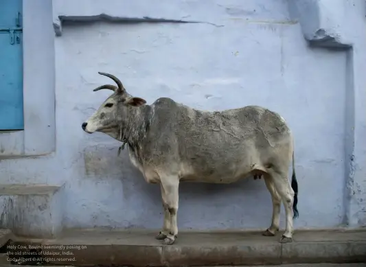  ?? ?? Holy Cow. Bovine seemingly posing on the old streets of Udaipur, India.
Cody Albert © All rights reserved.