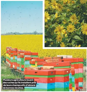  ??  ?? Plusieurs agriculteu­rs louent des ruches qu’ils installent près de leurs champs afin d’obtenir de bonnes récoltes.