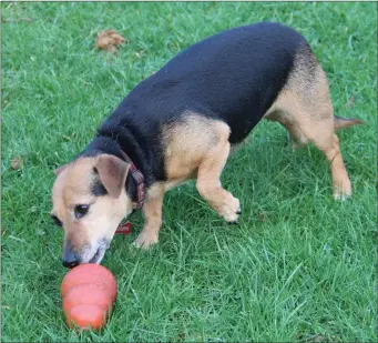  ??  ?? Durable chew toys make excellent gifts for dogs