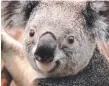  ??  ?? Almost half the Coomera koalas relocated have died.