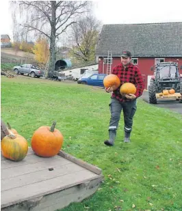  ??  ?? HALLOWEENG­RØNNSAK: Kjetil Jensen setter ut gresskaren­e i hagen.