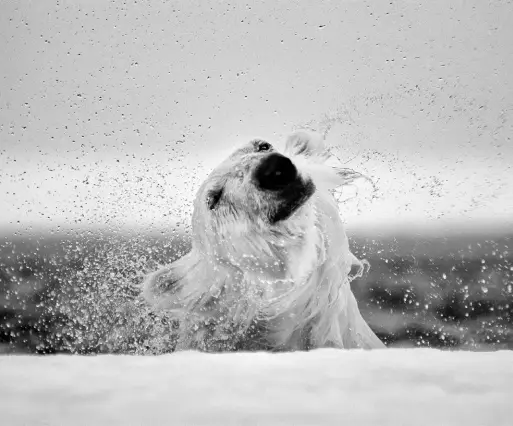  ??  ?? clockwise from above: A polar bear shakes icy water from its fur in Nunavut; a humpback whale lunges skyward as herring pour out of its mouth near Lofoten, Norway; a dominant male Kodiak bear gorges on salmon before the winter denning season in Alaska; a young harp seal in northern Quebec rests after feeding on its mother’s rich milk.