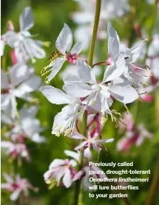  ?? ?? Previously called gaura, drought-tolerant
Oenothera lindheimer­i will lure butterflie­s to your garden