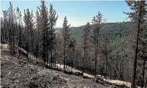  ?? IAIN MCGREGOR/STUFF ?? The Port Hills fires caused huge damage to the Christchur­ch MTB trails.