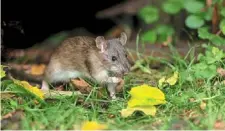  ?? ?? researcher­s have found that rats can develop a sense of numbers based on sound signals. —afp