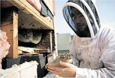  ?? Marie D. De Jesús photos / Houston Chronicle ?? American Honey Bee Protection Agency beekeeper Michael Hanan on Wednesday removes a honeycomb and looks for a queen bee during an extraction at a house in Houston.