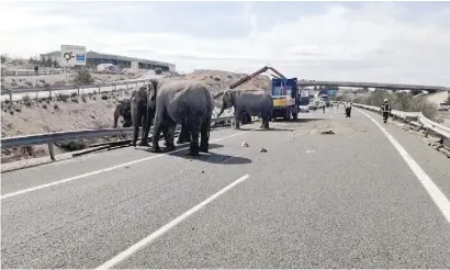  ??  ?? The elephants were described as being in a state of shock after the crash