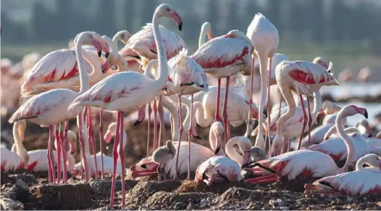  ?? Foto: Federico Kenzelmann/Enjoy Torrevieja ?? Es ist das erste Mal seit 37 Jahren, dass Flamingos in La Mata brüten.