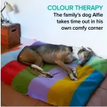  ??  ?? COLOUR THERAPY
The family’s dog Alfie takes time out in his own comfy corner