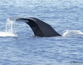  ??  ?? A sperm whale's tail