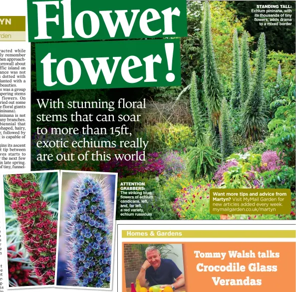  ??  ?? ATTENTION GRABBERS: The striking blue flowers of echium candicans, left, and, far left, a red variety, echium russicum STANDING TALL: Echium pininana, with its thousands of tiny flowers, adds drama to a mixed border