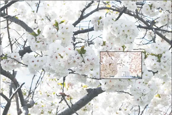 How To Replace Washington S Famed Cherry Trees Pressreader