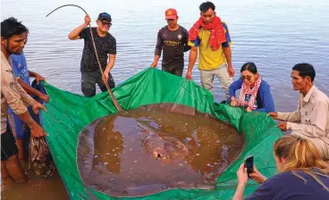  ?? ?? These handout photos show a female giant freshwater stingray that was caught and released in the Mekong River in Cambodia’s Stung Treng province. — AFP photos