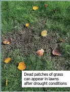  ?? ?? Dead patches of grass can appear in lawns after drought conditions