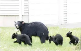  ?? FILE ?? A bill that authorizes the killing of bears in specific self-defense or nuisance circumstan­ces and prohibits the feeding of dangerous wildlife cleared the state Senate on Thursday.