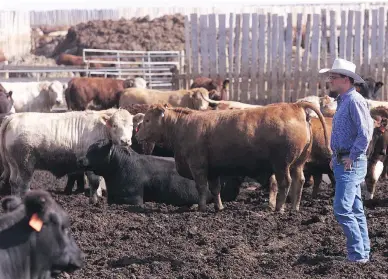  ?? MIKAEL KJELLSTROM / POSTMEDIA NEWS ?? “First and foremost we are free marketers; that’s where we’ve always been,” says Alberta cattle feeder Jeff Ball.
