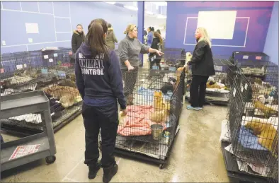  ?? H John Voorhees III / Hearst Connecticu­t Media ?? Last week, 86 puppies from Puppy Love in Danbury were removed from the store and transferre­d to an empty storefront next door after a late night fire behind the store.