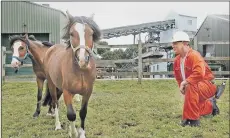  ??  ?? From left, Royal visit of HRH The Duke of Edinburgh at National Coal Mining Museum, 2002; pit ponies Eric and Ernie are welcomed to the museum by mine guide Col Reed; The Caphouse Colliery coal race, 2007.