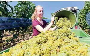  ?? FOTO: ULI DECK/DPA-TMN ?? Auszubilde­nde Julia Kiebler füllt geerntete Trauben in einen Behälter. Die Weinlese im Herbst ist für Winzer die anstrengen­dste Zeit.