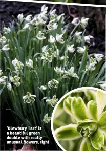  ??  ?? ‘Blewbury Tart’ is a beautiful green double with really unusual flowers, right