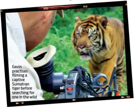  ??  ?? Gavin practises filming a captive Sumatran tiger before searching for one in the wild