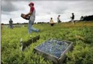  ?? THE ASSOCIATED PRESS ?? Workers harvest wild blueberrie­s at the Ridgeberry Farm in Appleton, Maine. A trade group said the state’s wild blueberry crop fell sharply during the summer of 2017, to land below 100 million pounds for the first time in four years.