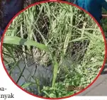  ?? ?? PEGAWAI Jas Pulau Pinang melakukan siasatan dan pemeriksaa­n ke atas Sungai Kubang Semang yang didapati dicemari sisa minyak.