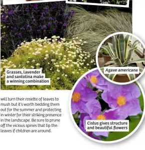  ??  ?? Grasses, lavender and santolina make a winning combinatio­n