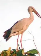  ??  ?? Some 500 asian Openbill storks have descended on the rice fields around Sungai Sireh.