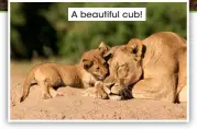  ??  ?? A beautiful cub!