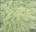  ?? ?? The “Canyon Gray” cultivar of California sagebrush, an artemisia, grows low.