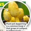  ?? ?? Plant pot dapperling is a common fungi that grows in compost in potted plants