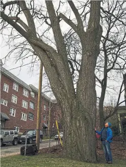  ?? PAUL O’HARA PHOTOS ?? “You can tell this tree is old because of its deeply furrowed bark and the thick, twisting branches in its crown,” Paul O'Hara writes.